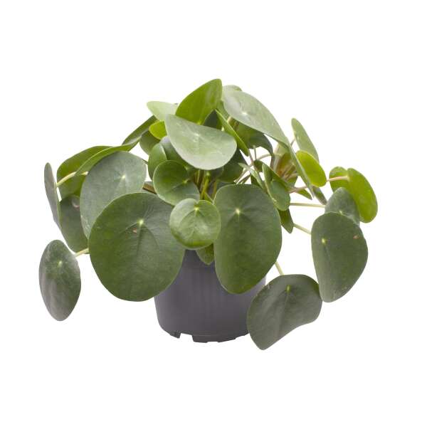 Pilea Peperomioides