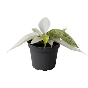 Philodendron 'Florida Ghost' Babyplant