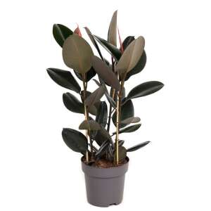Ficus elastica 'Abidjan'