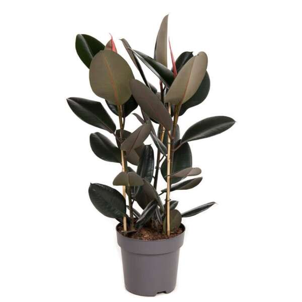 Ficus elastica 'Abidjan'