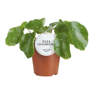 Pilea Peperomioides 'Sugar'
