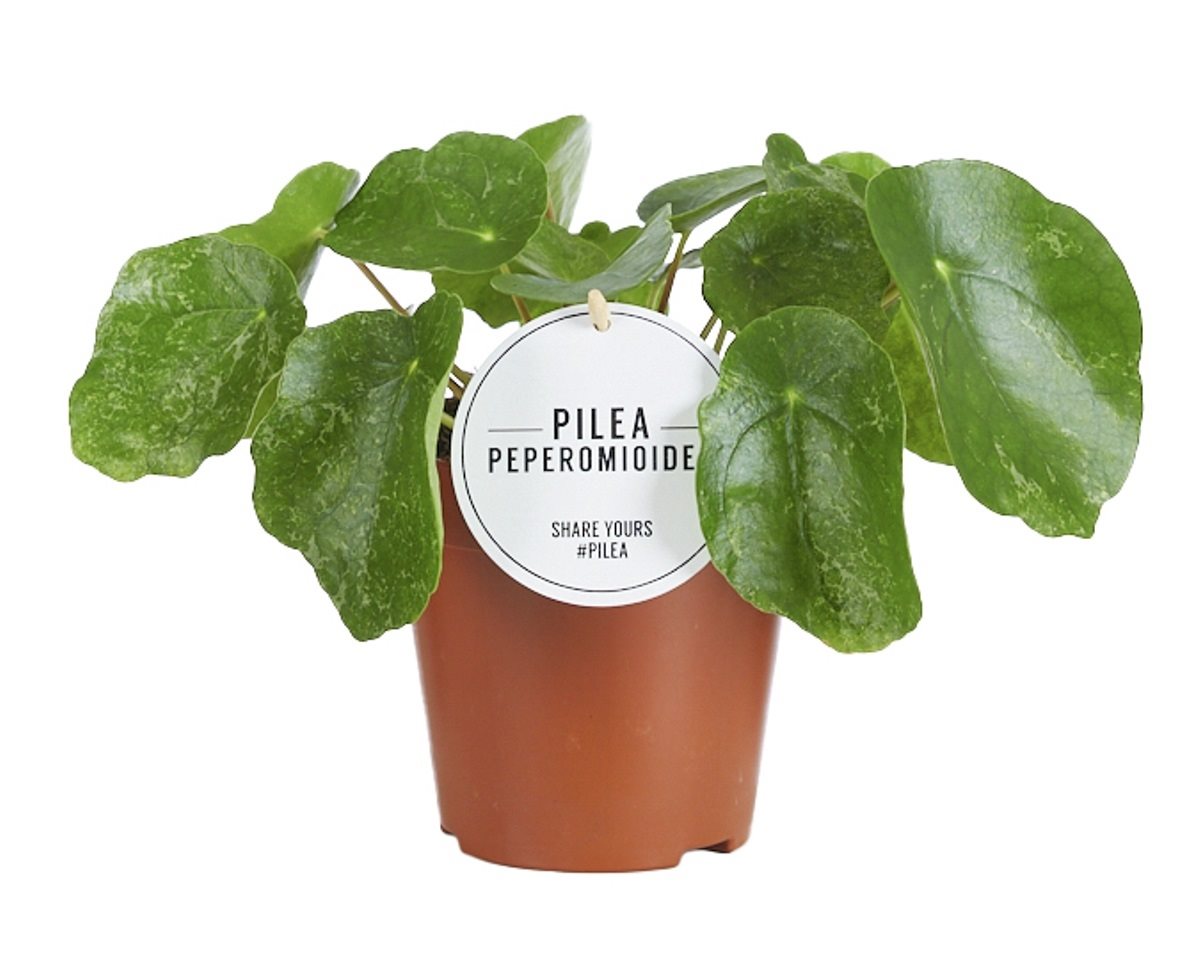 Pilea Peperomioides 'Sugar'