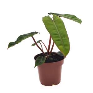Philodendron Billietiae