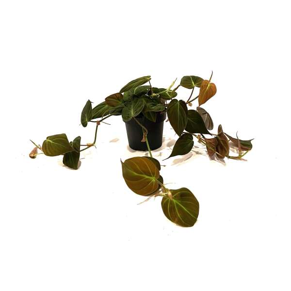 Philodendron Scandens 'Micans'