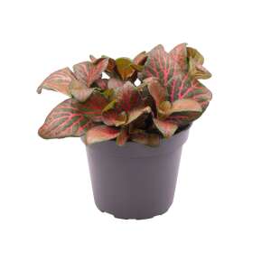 Fittonia Joly Josan Red Babyplant