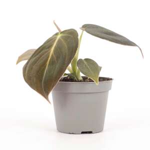 Philodendron Melanochrysum Babyplant
