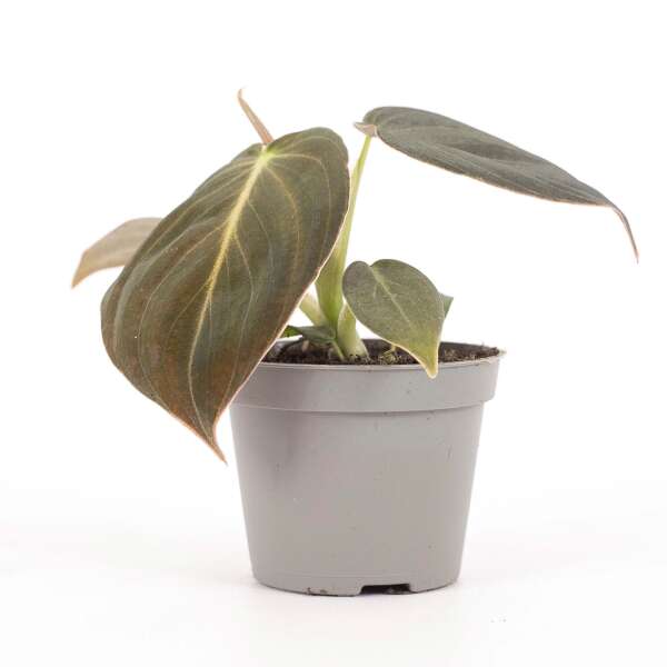 Philodendron Melanochrysum Babyplant