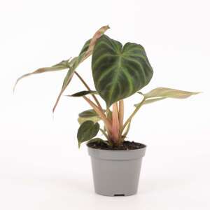 Philodendron Verrucosum Babyplant