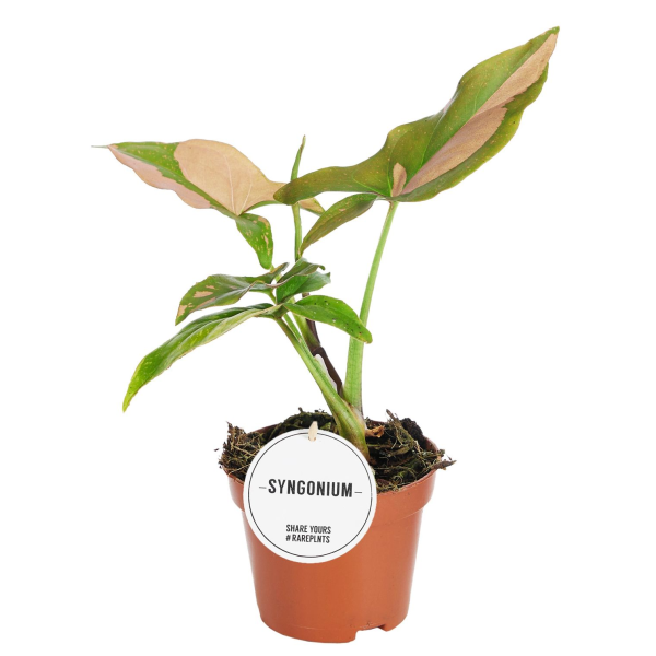 Syngonium Pink Splash Babyplant