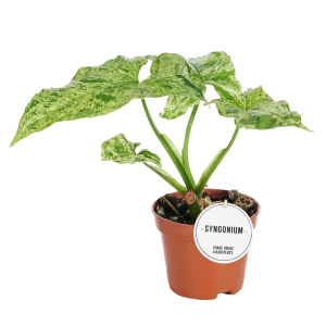 Syngonium Mottled Babyplant