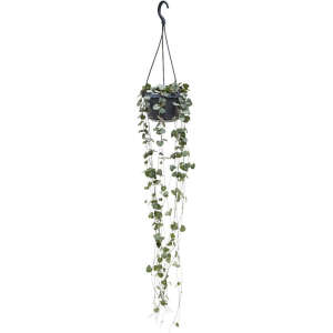 Ceropegia woodii (String of Hearts)