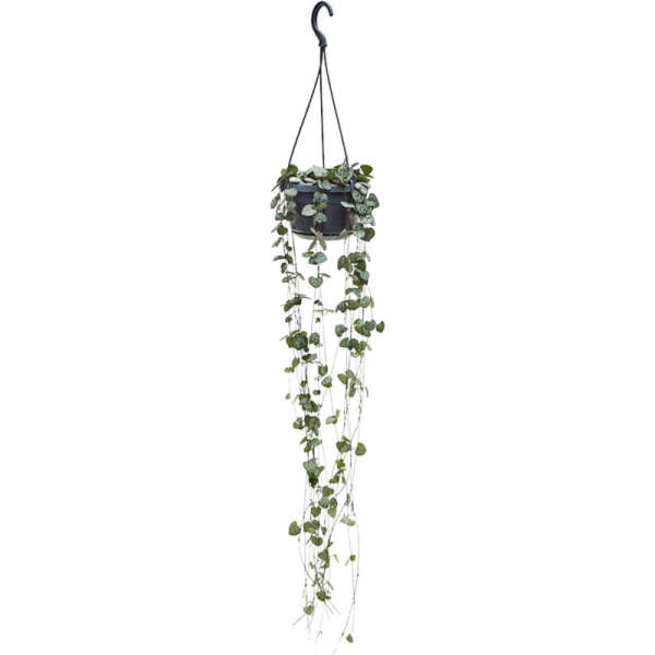 Ceropegia woodii (String of Hearts)