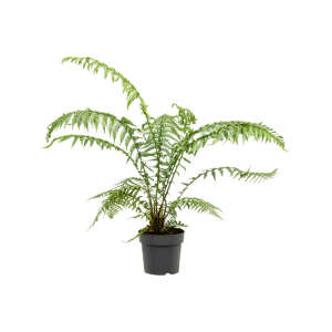 Dicksonia Antarctica