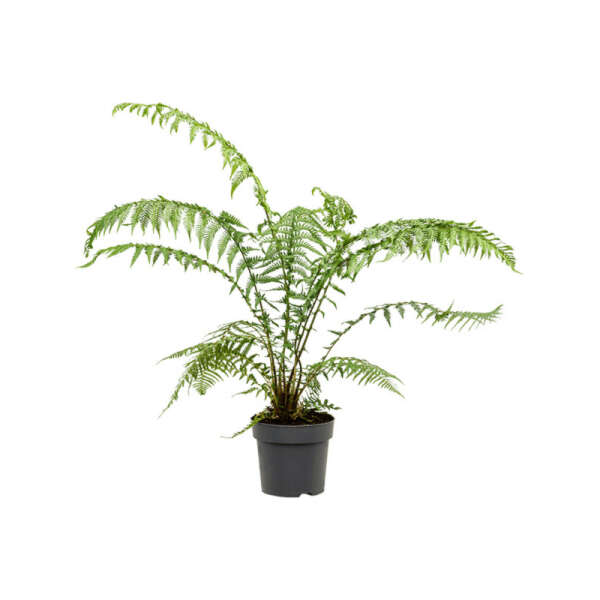Dicksonia Antarctica