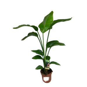 Strelitzia Nicolai M