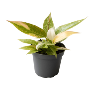 Philodendron Ring of Fire Babyplant