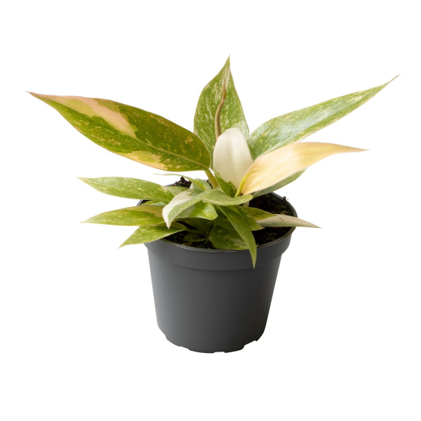 Philodendron Ring of Fire Babyplant