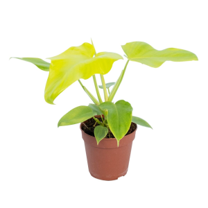 Philodendron Golden Violin