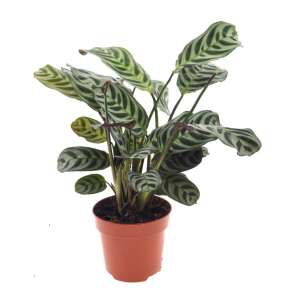 Ctenanthe Burle-Marxii 'Amabilis'