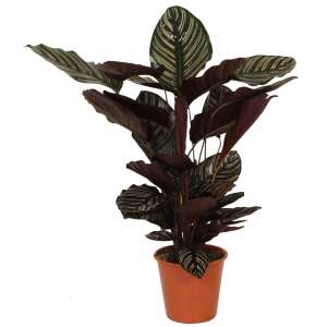 Calathea Ornata