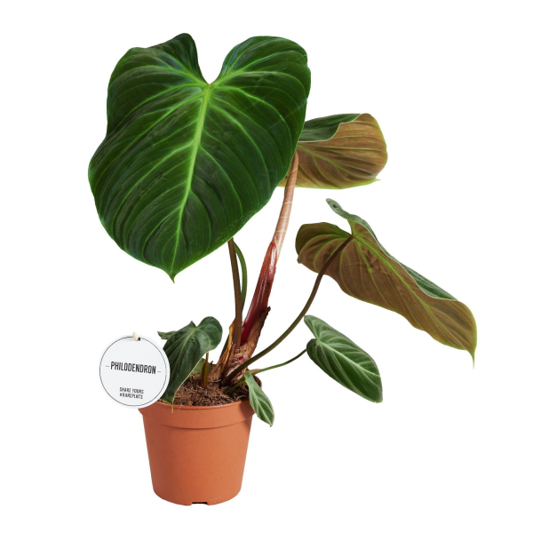 Philodendron Rubrijuvenile 'El Choco Red'