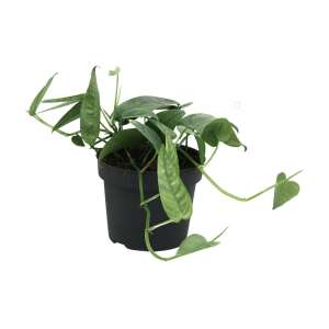 Epipremnum 'Cebu Blue'