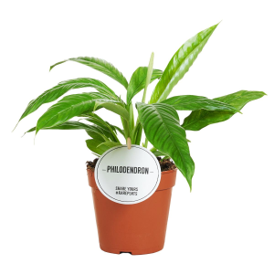 Philodendron Campii