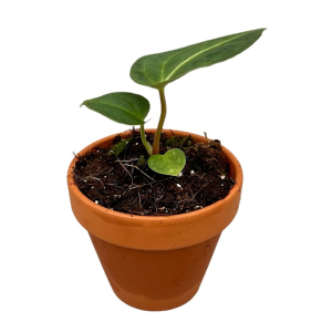 Anthurium Regale