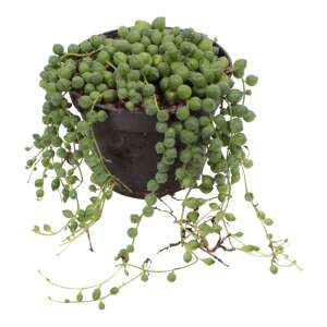 Senecio Rowleyanus