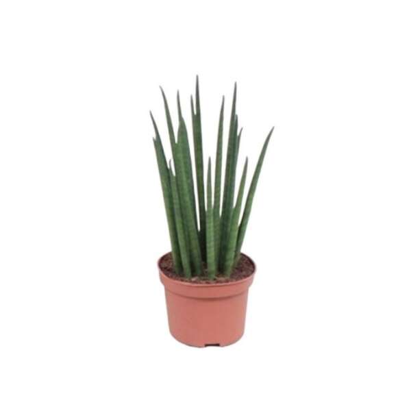 Sanseveria Fernwood Mikado