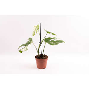 Monstera Albovariegata