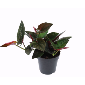 Syngonium Erythrophyllum 'Red Arrow'