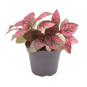 Hypoestes Phyllosachya Red Babyplant