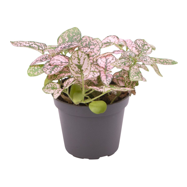 Hypoestes Phyllostachya Pink