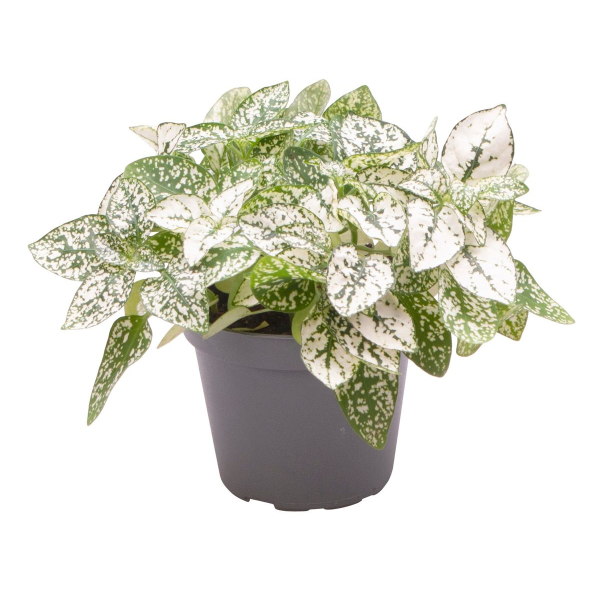Hypoestes Phyllostachya White, Babyplant