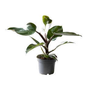 Philodendron White Knight
