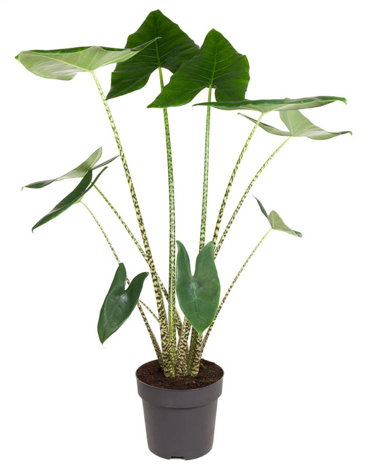 Alocasia Zebrina XXL