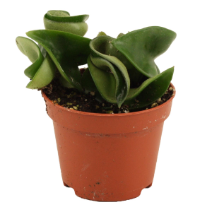 Hoya carnosa 'Compacta' Babyplant