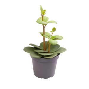 Peperomia Hope