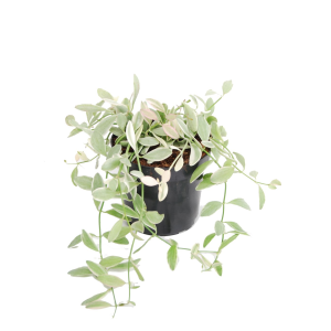 Dischidia oiantha 'White Diamond'