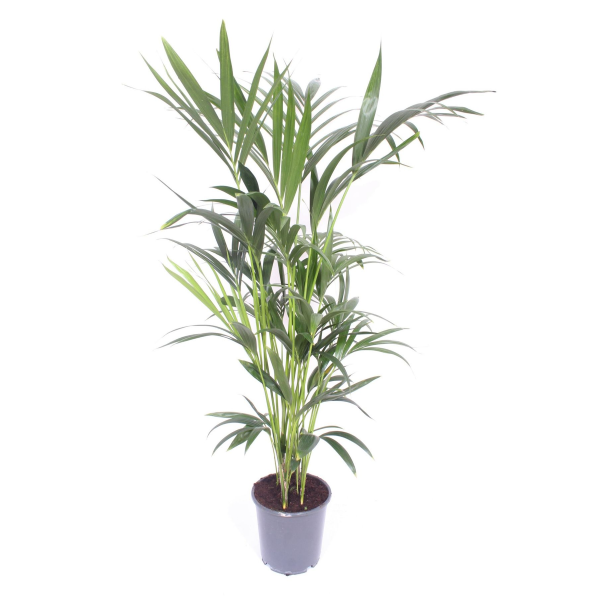 Howea Forsteriana (Kentia Palm)