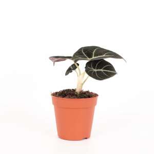 Alocasia Black Velvet