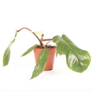 Philodendron Squamiferum