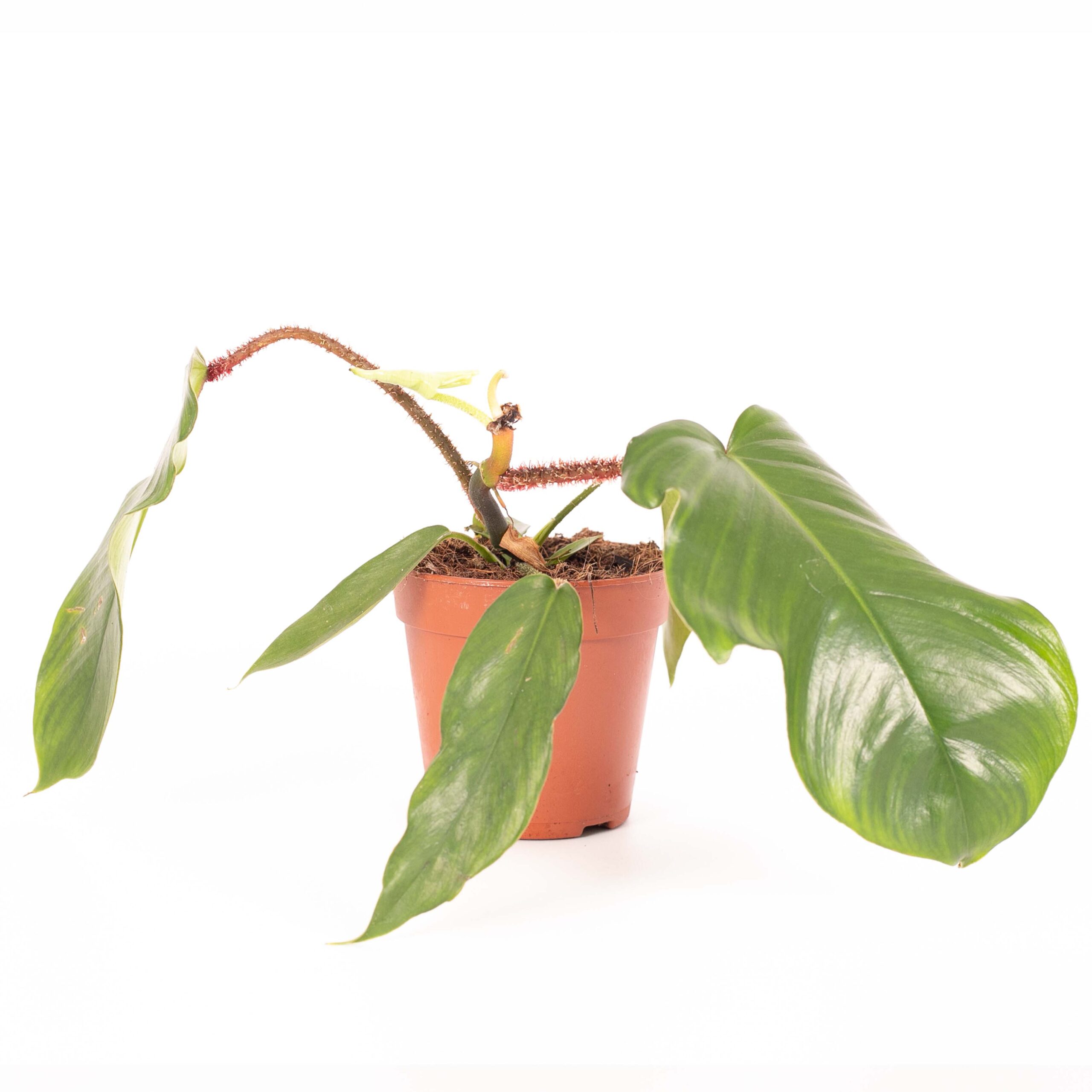 Philodendron Squamiferum