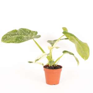 Philodendron Jose Buono
