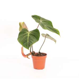 Philodendron Gloriosum M