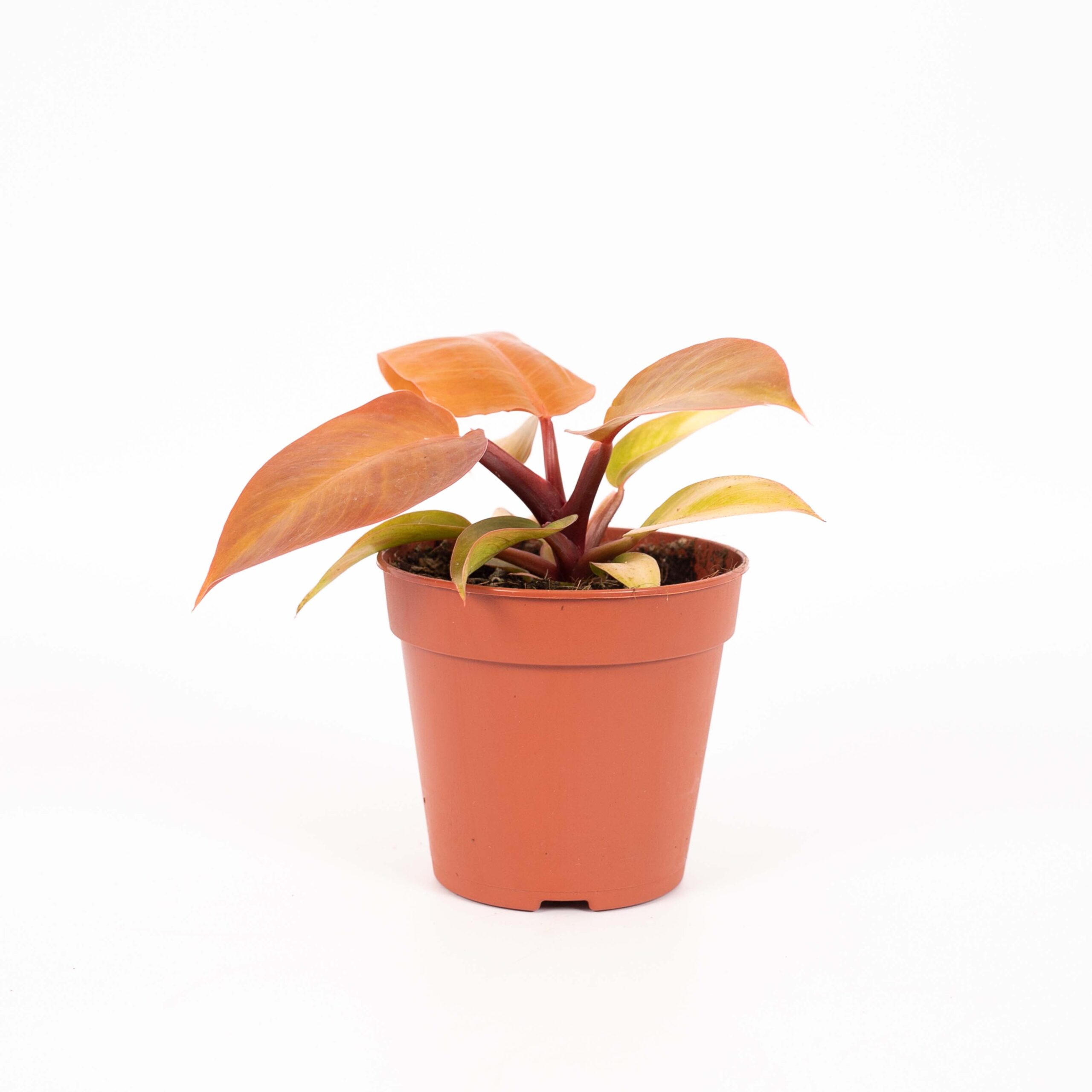 Philodendron Prince of Orange