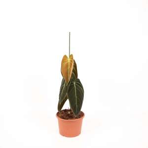 Philodendron Melanochrysum