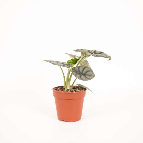 Alocasia Silver Dragon