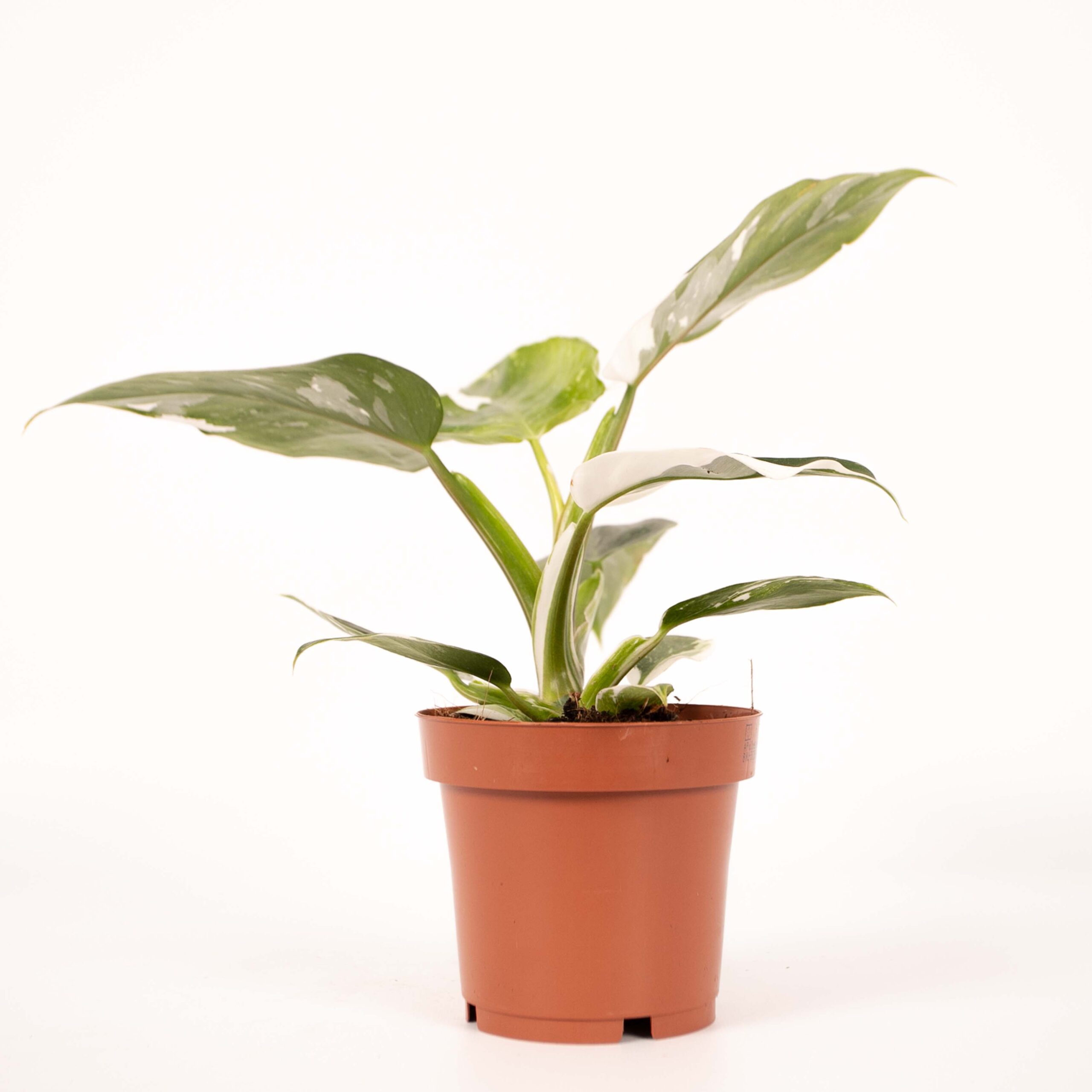 Philodendron White Princess M